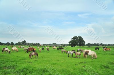 American mini horses