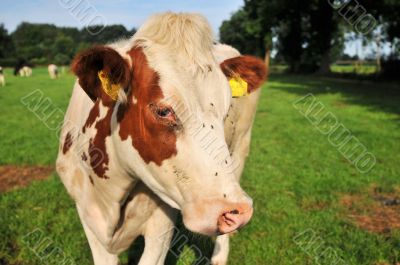 brown white cow