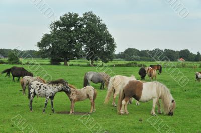 American mini horses