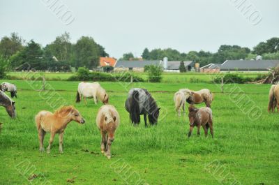 Americain mini horses