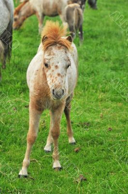 foal from American Mini horses