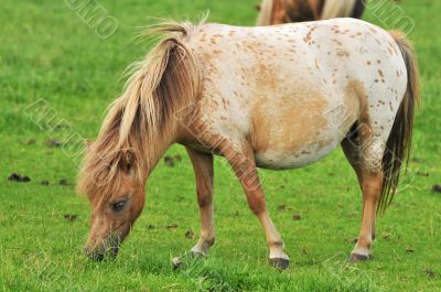 pregnant American mini horse