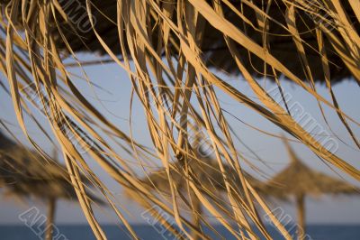 Reed umbrellas