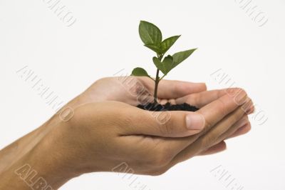 Hand holding seedling