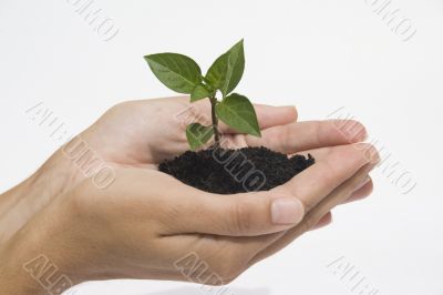 Hand holding seedling