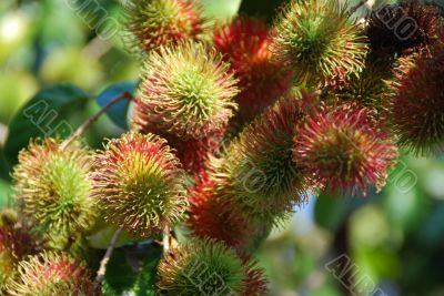 Rambutan Fruit B