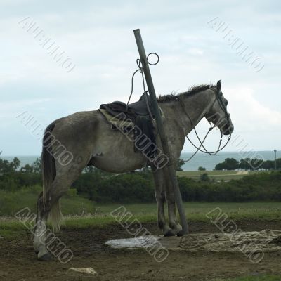 skinny horse attached to a pole