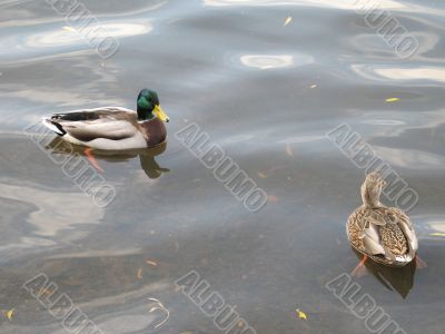 male and female duck