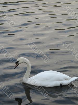 white swan on a lake