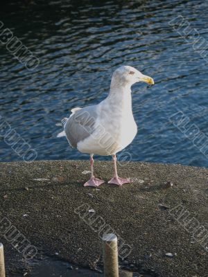 white and grey seagull
