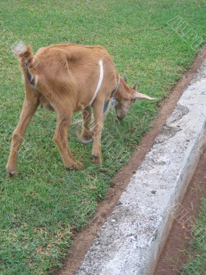 beige goat eating grass