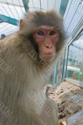 Monkey in a zoo Monkey in a zoo