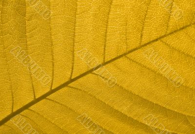 Autumn leaf texture