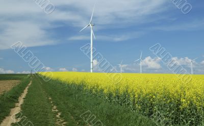 farm of windturbines close to rape field
