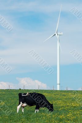 cow eating near a windturbine cow eating near a windturbine