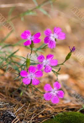 dianthus