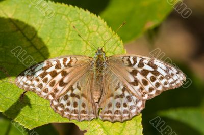 The butterfly close up