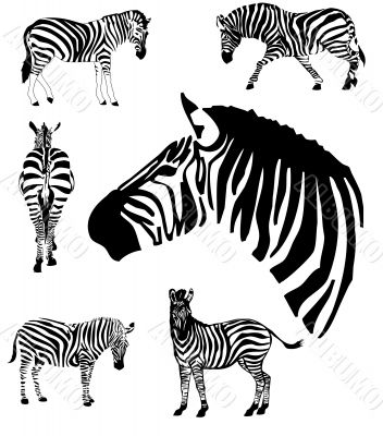 Zebras