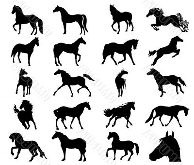 Horses