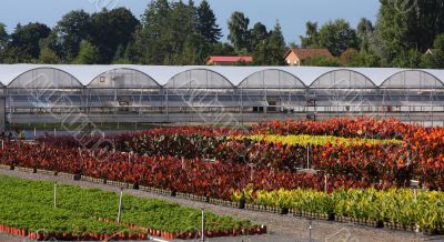 Greenhouse Gardens Greenhouse Gardens