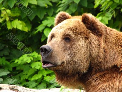 Closeup of Kodiak Brown Bear