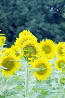 Field of sunflowers