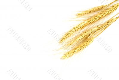 some wheat isolated on white
