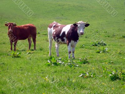 Portrait of cows in countryside