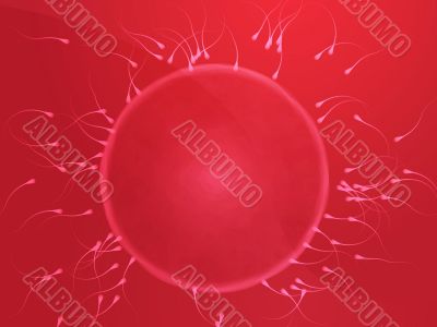 Egg fertilization illustration Egg fertilization illustration
