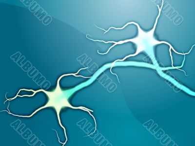 Neuron nerve cells