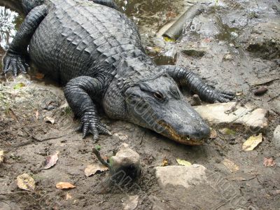 Alligator