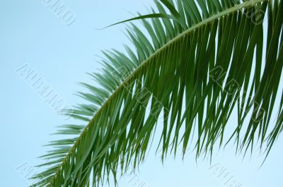 Palm tree leaf and blue sky