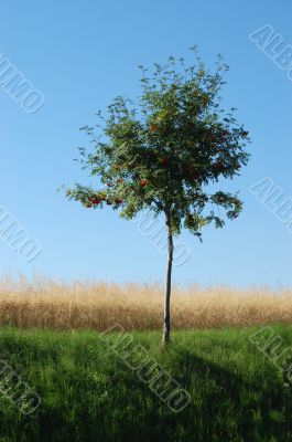 Green, yellow grass, tree, the blue sky