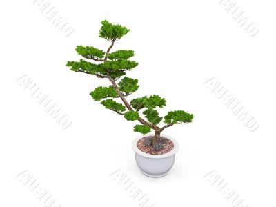 bonsai over white bonsai over white