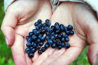 Bilberry on palms