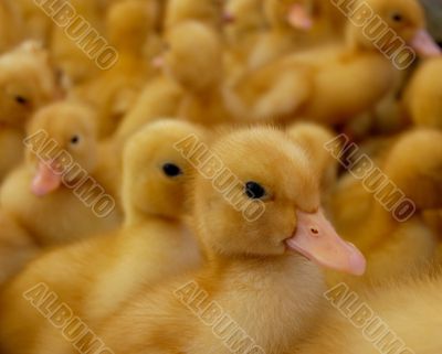 One focused duckling and many small duck-baby at the background