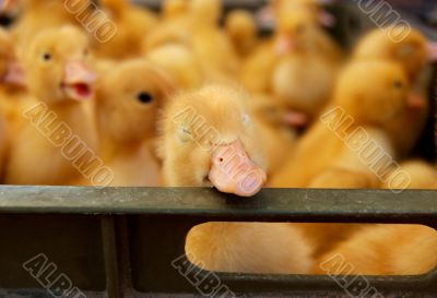 Privacy for light sleep in duckling crowd