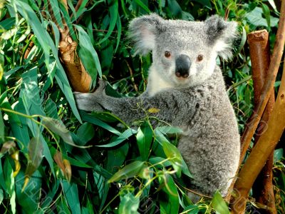 Koala