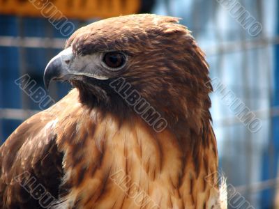 Red-Tailed Hawk