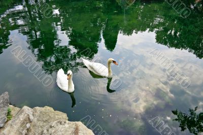 Two swan swim in a pond