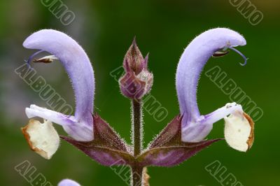 Blue Sage flower