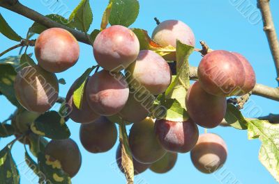 Bunch of plums. Bunch of plums.