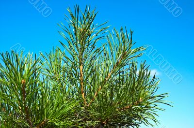 Pine-tree. Pine-tree.