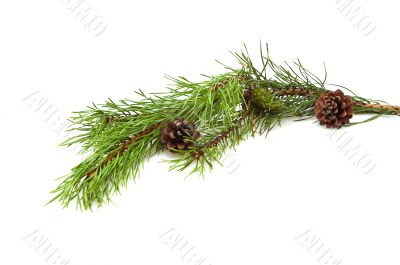 Branch of pine-tree. Branch of pine-tree.