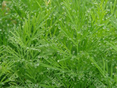 dewy dill