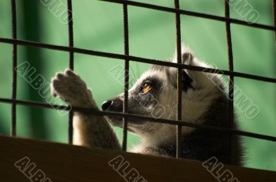 Lemur behind a lattice