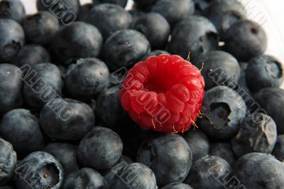 single raspberry on black currant