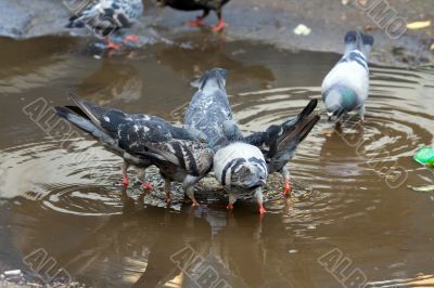 pigeons in a pool