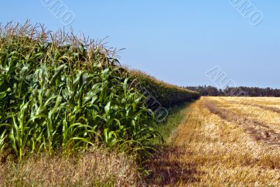Lush Corn Field