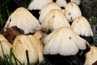 Wild Mushrooms Wild Mushrooms